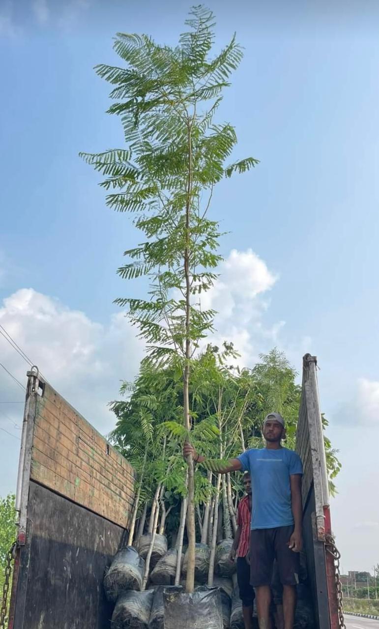 Big tree plants by Total Green Solutions — photo 6
